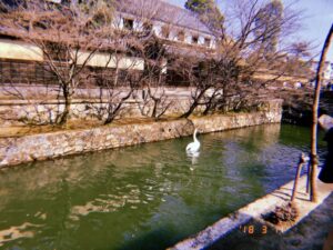 倉敷川で泳ぐ白い鳥
