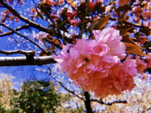 静岡の駿府城公園の桜