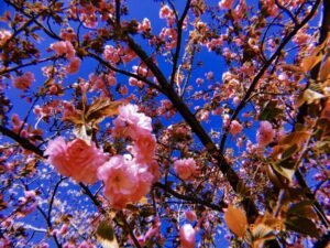 静岡の桜