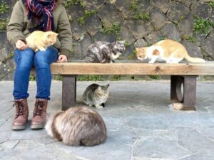ベンチに座る一人と5匹の猫