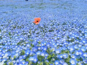 ひたち海浜公園のネモフィラ