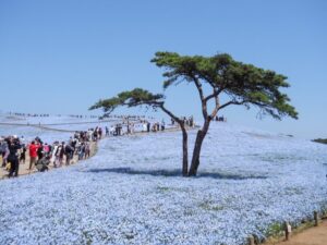 ひたち海浜公園のネモフィラ