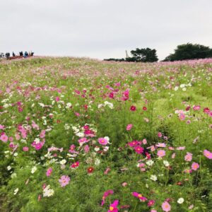 ひたち海浜公園のコスモス