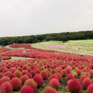 ひたち海浜公園のコキア