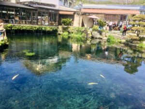 忍野八海の池