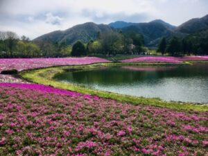 芝桜と池と山々