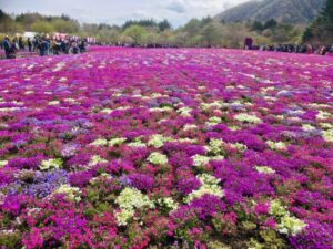 芝桜の絨毯