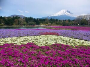 富士山と富士山模様の芝桜