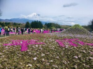 平成模様の芝桜