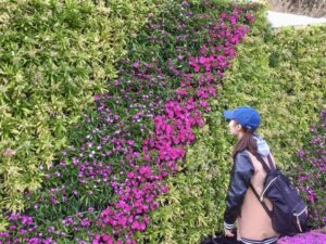 芝桜の壁のフォトスポット