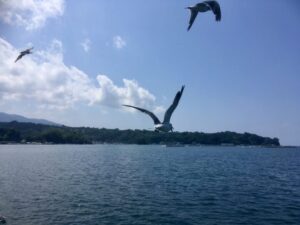 伊豆の海とカモメ