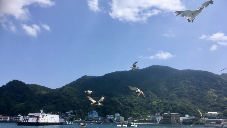 伊豆の海を飛ぶカモメ